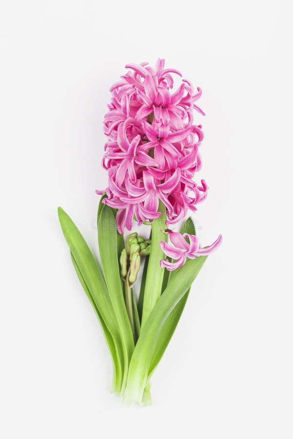 Pink hyacinth on white background