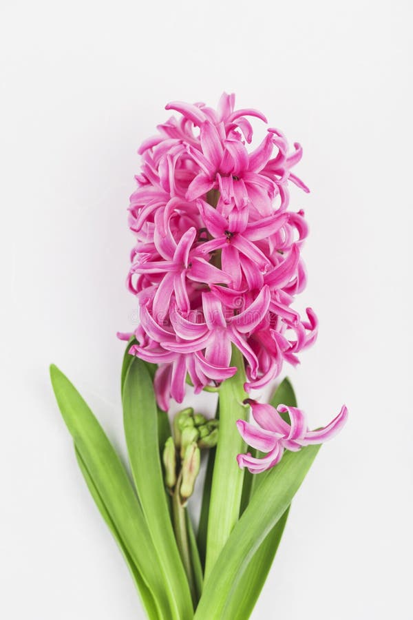 Pink hyacinth on white background