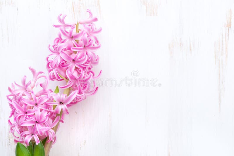 Pink hyacinth on white wooden background