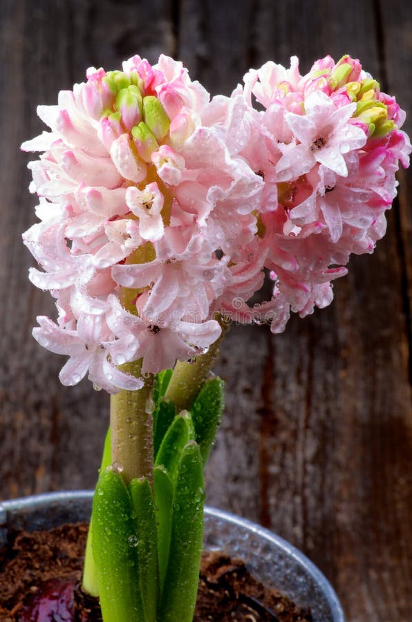 Pink Hyacinths stock image. Image of purple, card, botany 37988077