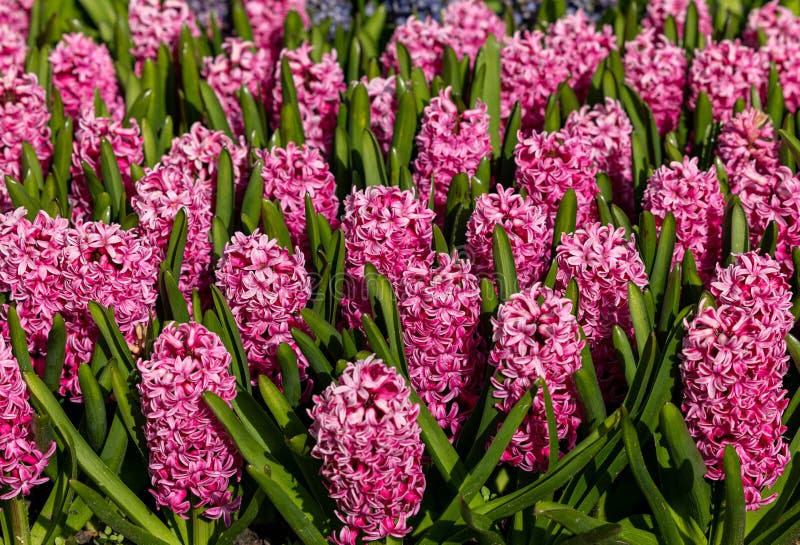 Pink Hyacinths Blooming in a Garden. Stock Image Image of lisse