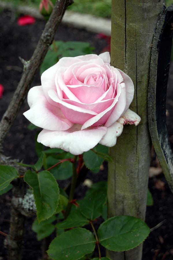 Pink Hybrid Tea Rose in the Garden Stock Image Image of fence, soft
