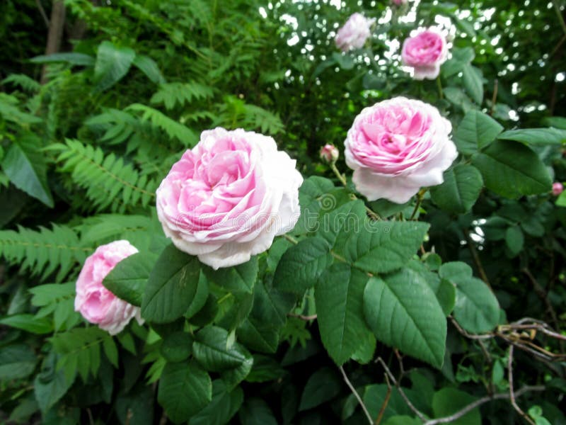 Pink Hybrid Tea rose of Rosa odorata cultivar on the bush in the garden stock photos Pink Hybrid Tea rose of Rosa odorata cultivar on the bush in the garden stock photos