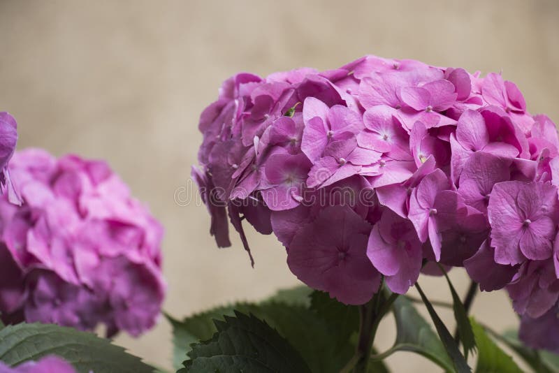 Pink hydrangea on a beige wall. stock images