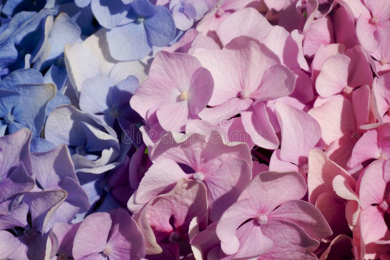 Pink Hydrangea Fine Art Floral Natural Textures. Portrait Photo Textures. Digital Studio Background, Best for Cute Stock Image - Image of holiday, june: 212584777 Pink Hydrangea Fine Art Floral Natural Textures. Portrait Photo Textures. Digital Studio Background, Best for Cute Stock Image - Image of holiday, june: 212584777