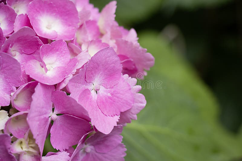 Pink hydrangea and green background. stock photography