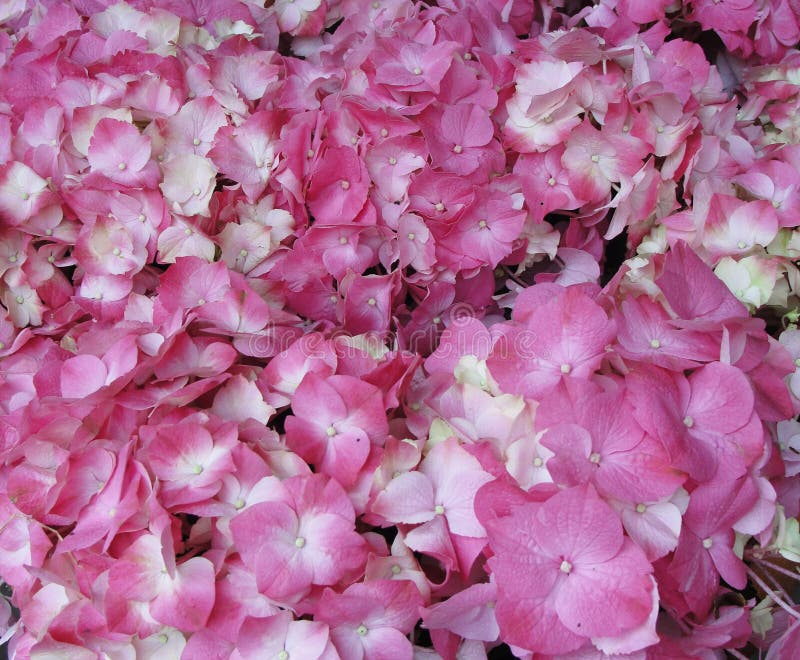 Pink Hydrangea Hortensia Flower in Color Variations Ranging from Light Pink  To Fuchsia Color Stock Photo - Image of park, beautiful: 138009434