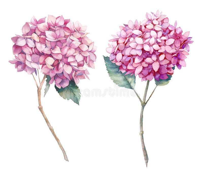 Pink hydrangea illustration