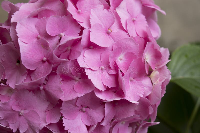 Pink hydrangea with a leaf. stock image