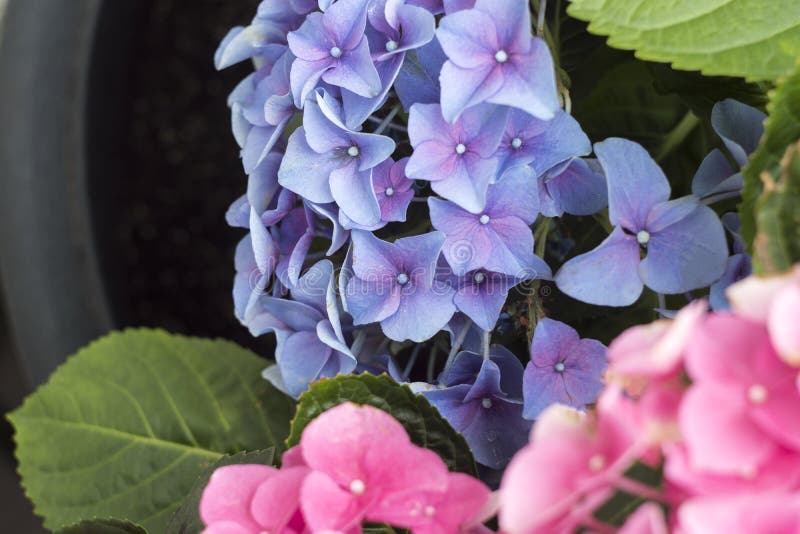 Pink hydrangea with a leafs on a flower pot. stock photography