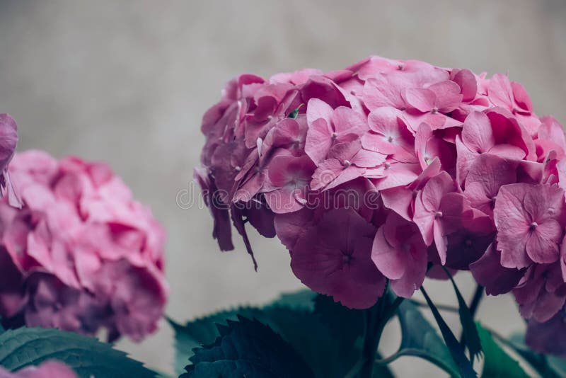 Pink hydrangea with leaves on a beige wall royalty free stock photo