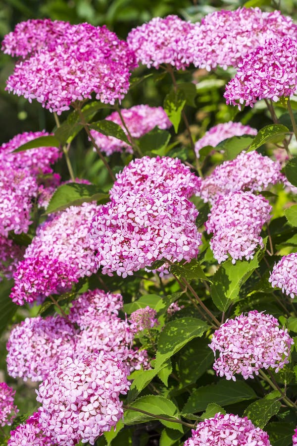 Pink Hydrangea Tree Varieties Stock Photo Image of blooming, blossoms