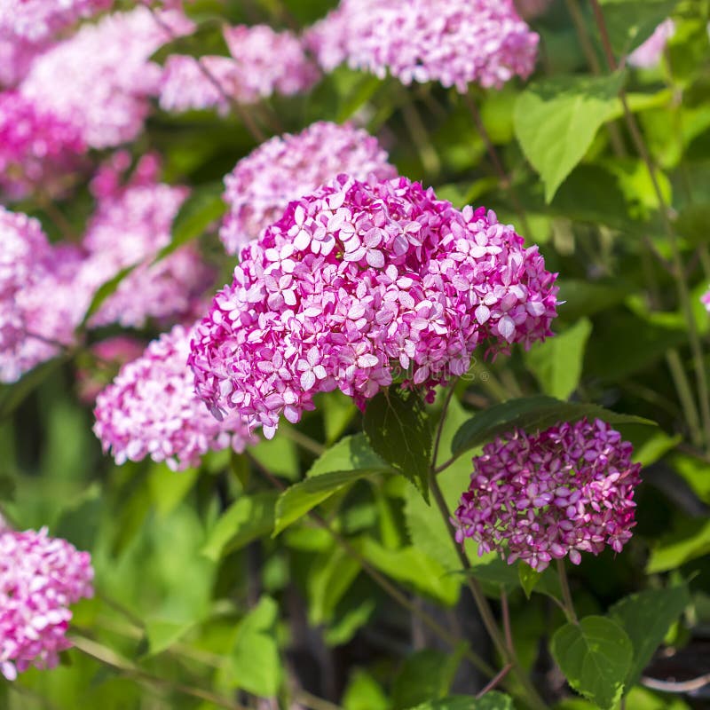 Pink Hydrangea Tree Varieties Stock Photo Image of invinsibell, hardy