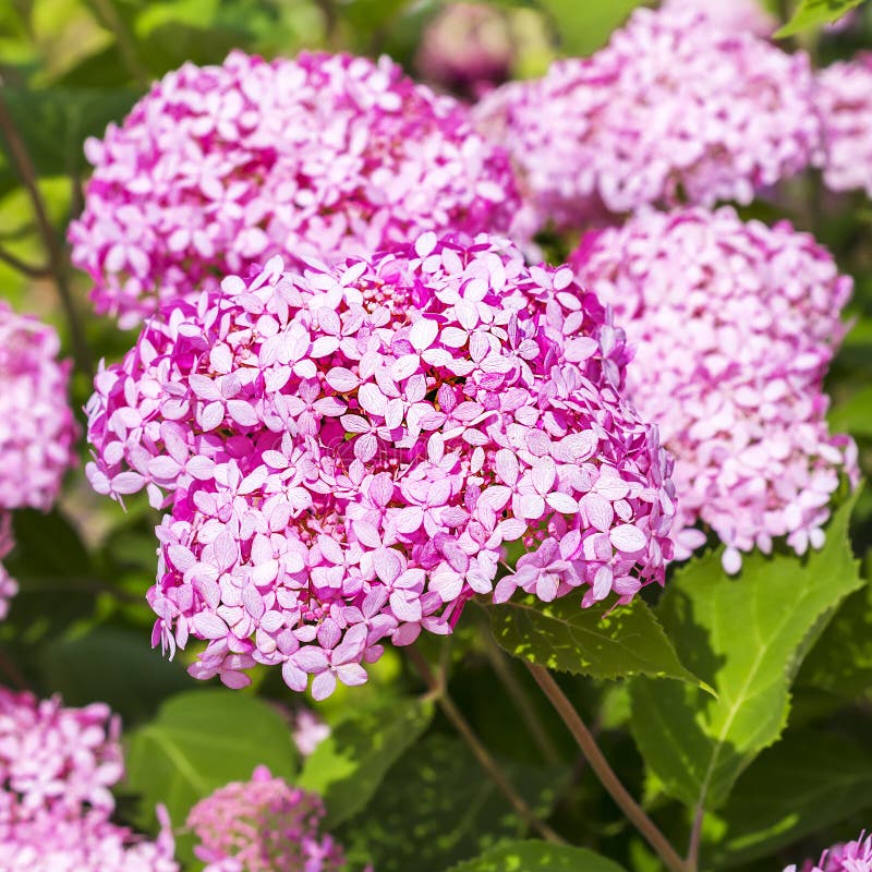 Pink Hydrangea Tree Varieties Stock Photo Image of gardening, garden
