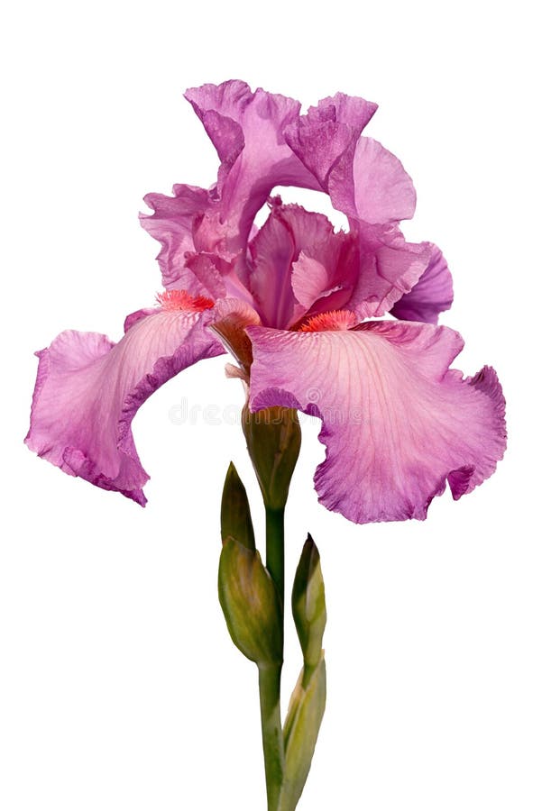 Iris flowers pink card - Stock Illustration [103846447] - PIXTA