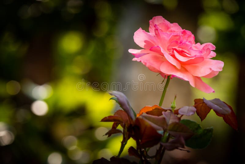 Italian rose stock photo. Image of floating, green, ingredient 165728190