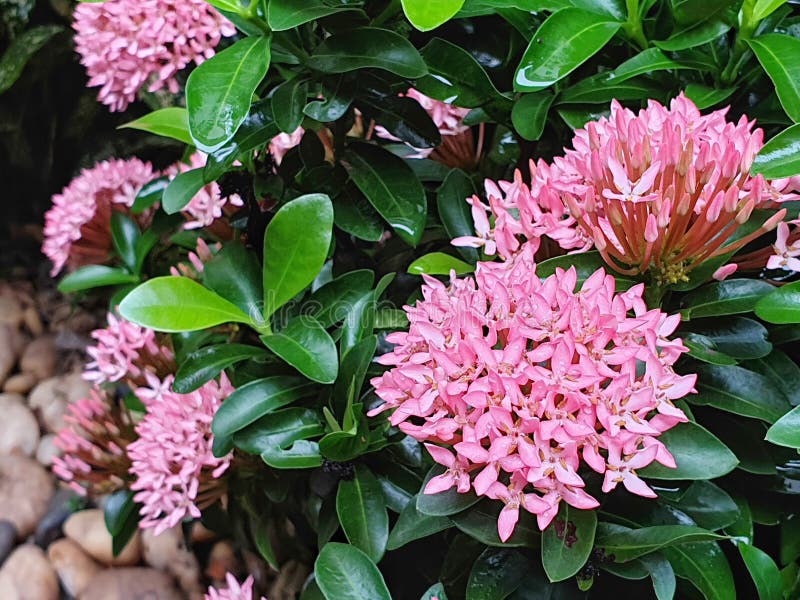 Pink Ixora Coccinea with Green Leaves Background. Stock Photo - Image of  fresh, beautiful: 179583436
