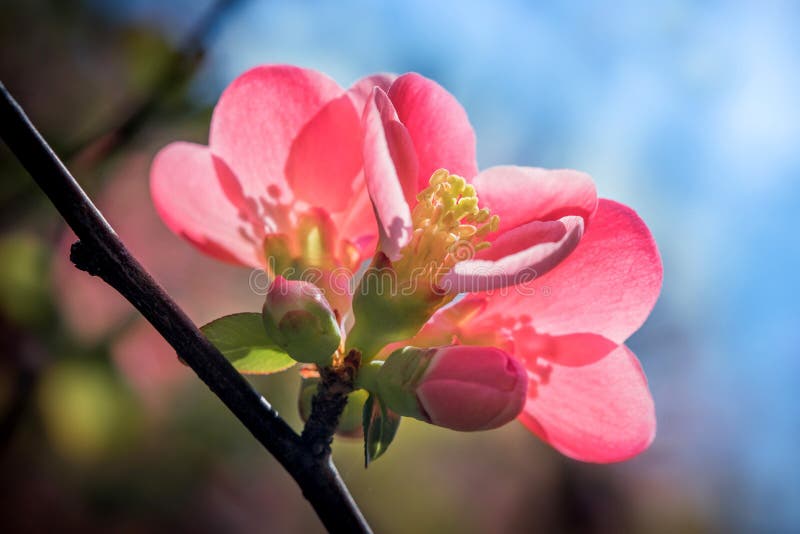 Pink Japanese Quince Flower and Buds at Springtime Stock Image Image