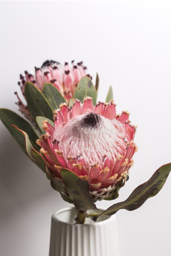 Pink King Protea Flower Bouquet Stock Image - Image of macro, detall ...