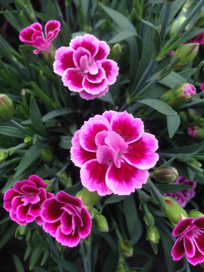 Pink Kisses Dianthus Flowers Stock Image - Image of dianthus, garden ...