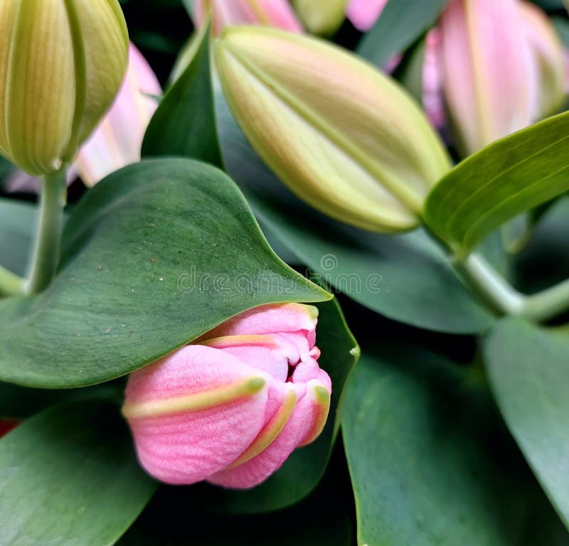 Pink-knopp av liliumblomningsgrenen royaltyfria foton
