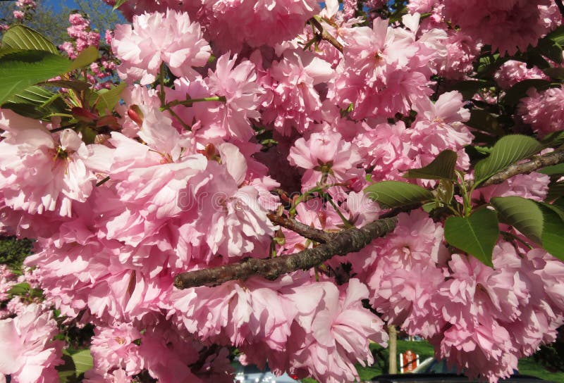 Pink Kwanzan Cherry Blossoms of the Neighborhood stock images Pink Kwanzan Cherry Blossoms of the Neighborhood stock images