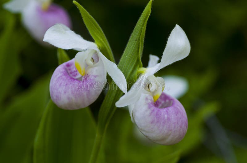 Pink Lady s Slipper stock image. Image of acaule, orchid - 41937955