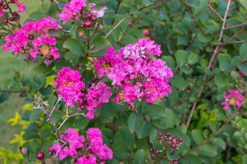 Lagerstroemia Speciosa or Jarul Flower Stock Photo Image of botany