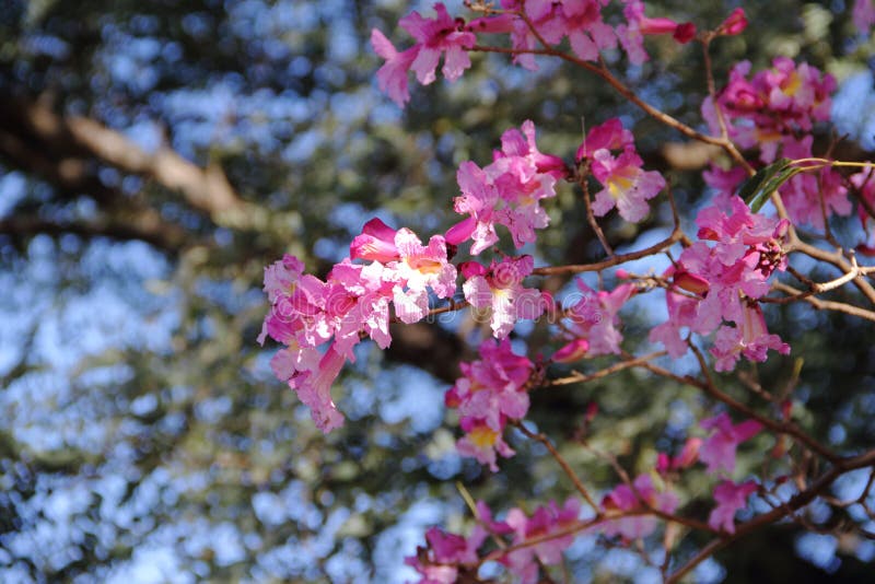 Pink Lapacho tree stock image. Image of bloom, native 49888363