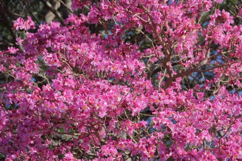Pink Ipe or Pink Lapacho, Tabebuia Avellanedae or Handroanthus