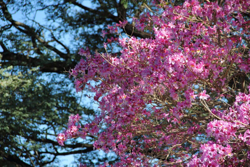 Pink Lapacho tree stock image. Image of bloom, native 49888363