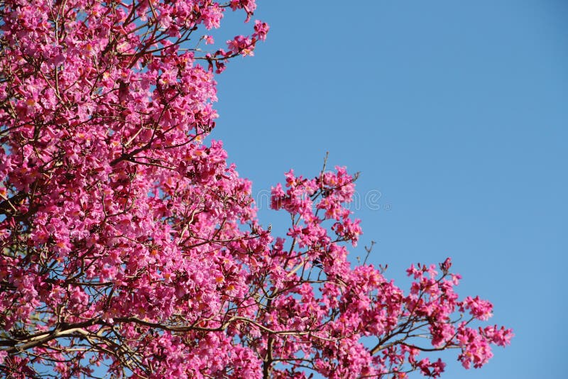 Pink Lapacho tree stock image. Image of bloom, native 49888363