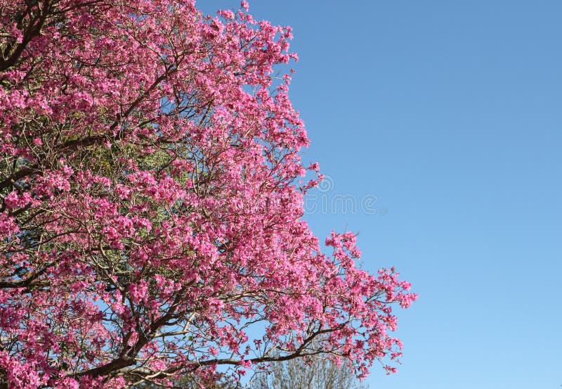 Pink Lapacho tree stock image. Image of bloom, native 49888363
