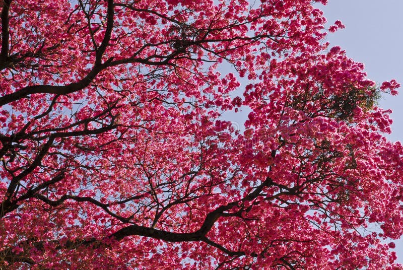 Pink Lapacho tree stock image. Image of lilac, color 45952421