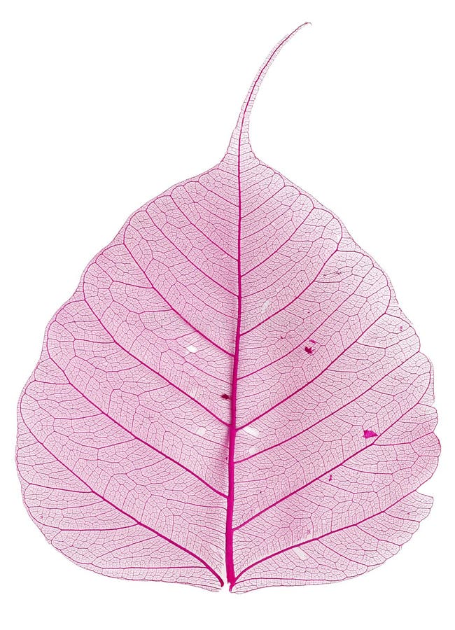 Pink leaf stock photo. Image of freshness, pink, background 4165944