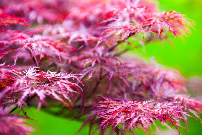 Pink Leaves of the Japanese Maple (Acer Palmatum) Stock Image Image of acer, natural 50073009