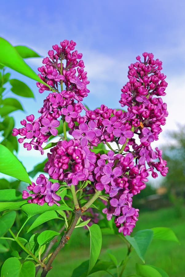 Pink lilac