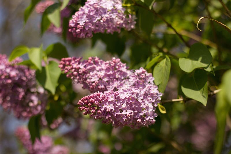 Pink lilac stock photo. Image of bushes, branch, bush - 137331682