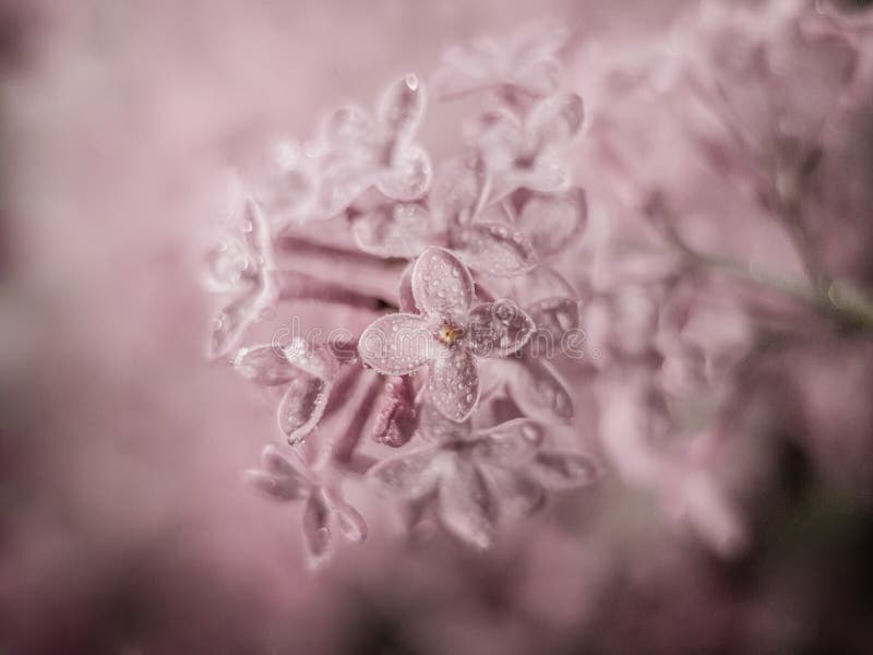 Pink Lilac Composition Plant Flower Pastel Stock Photo Image of lilac