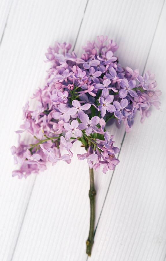 Pink lilac flower royalty free stock images