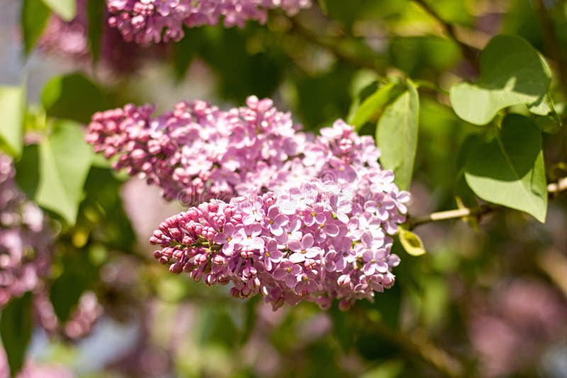 Pink lilac stock photo. Image of bloom, foliage, bushes - 137332032