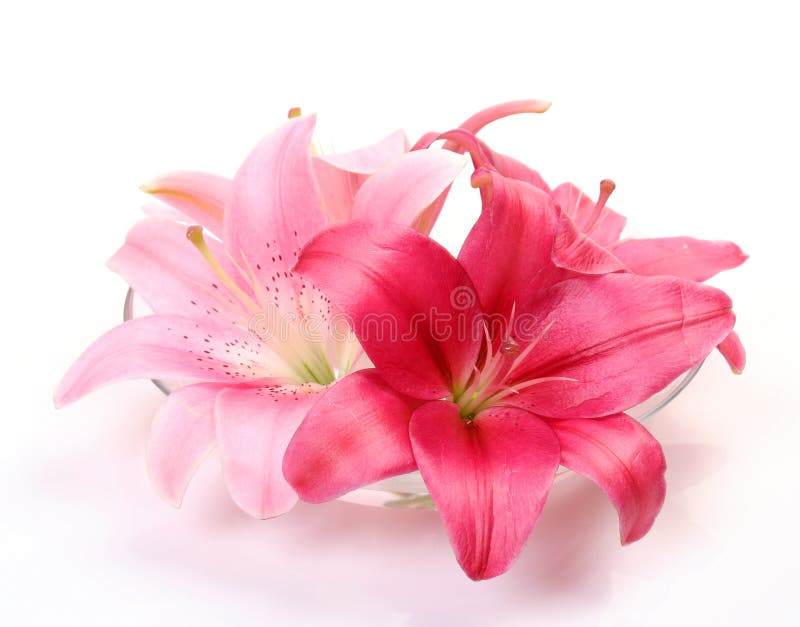 Pink lilies