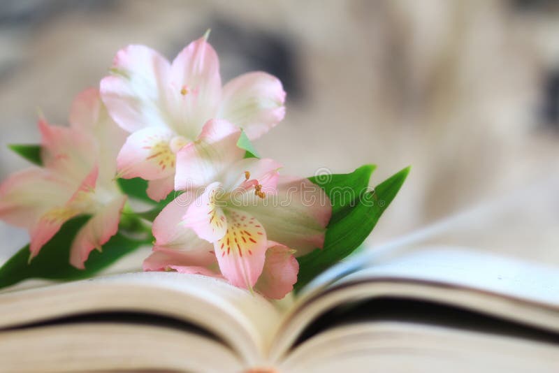 Pink lilies on the pages of an open book