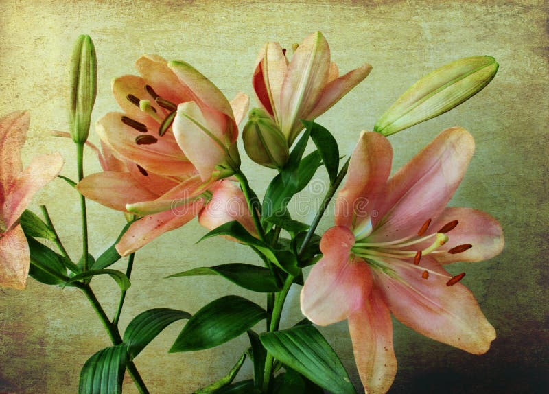 Pink lilies on a vintage background