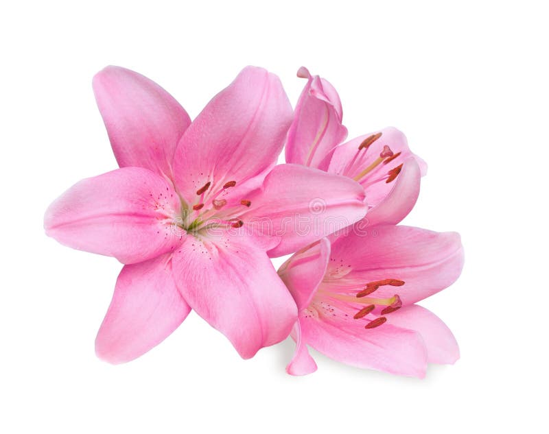 Pink Lilies on White Background Stock Photo Image of detail, bloom