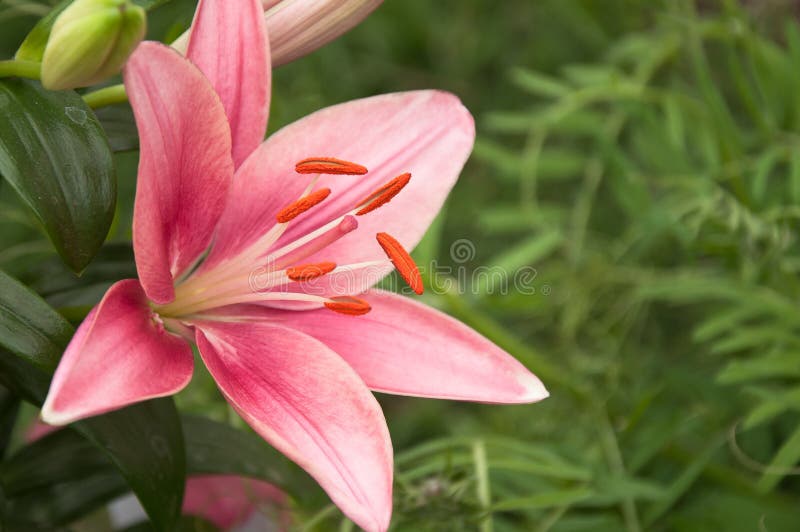 Pink lillie stock photo