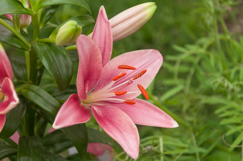 Pink lillie with its bud. stock photo. Image of beauty - 165401542