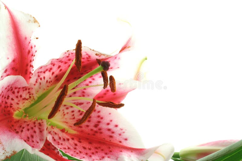 Pink Lilly