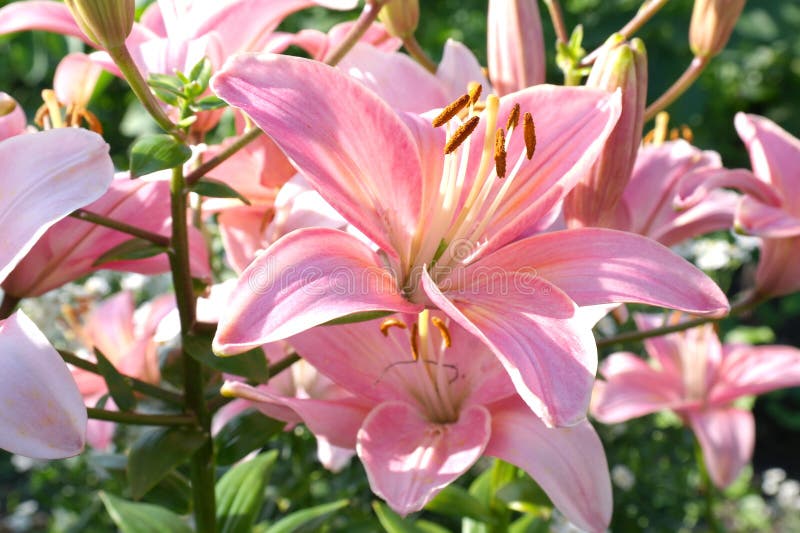 Pink Lilly in the Garden,Lily Joop Flowers,Lilium Oriental Joop Stock ...