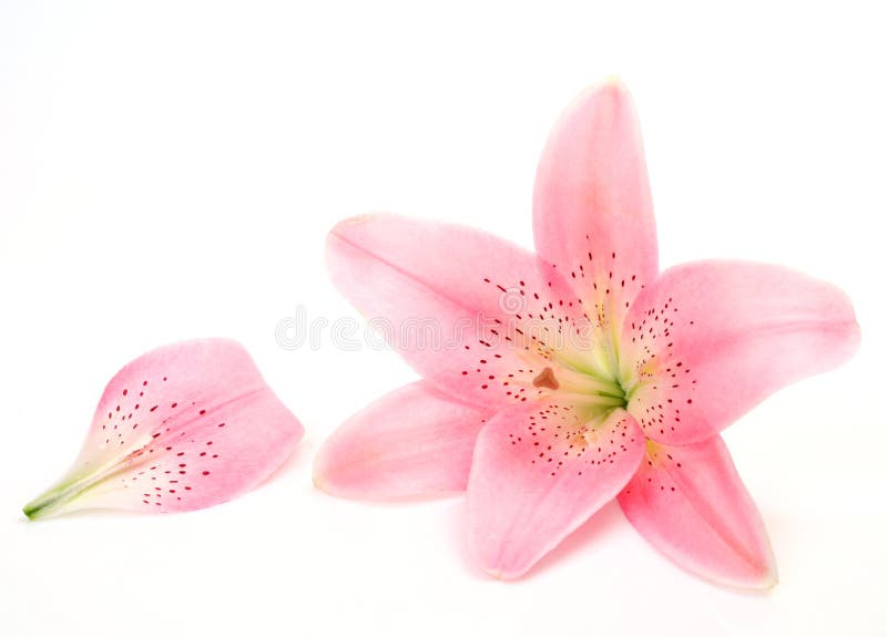 Pink lily